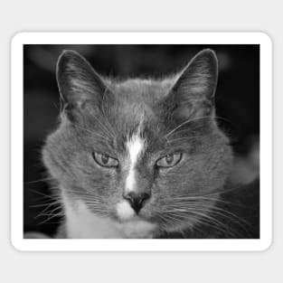 Satine the Cat of Age and Wisdom Sticker